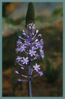 Scilla hyacinthoides