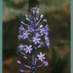 Scilla hyacinthoides