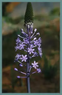 Scilla hyacinthoides