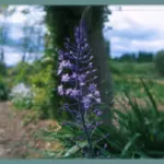 Scilla hyacinthoides — Scille