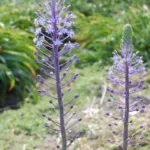 Scilla hyacinthoides — fausse jacinthe