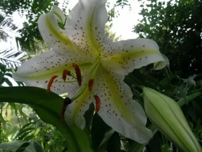 Lilium auratum