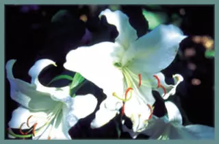 Lilium cv ‘Casablanca’