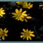 Ranunculus ficaria