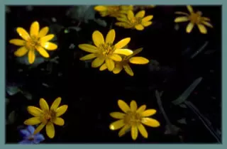 Ranunculus ficaria