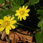 Ranunculus ficaria — speenkruid