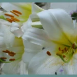 Lilium regale