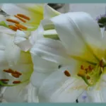 Lilium regale