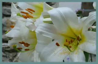 Lilium regale