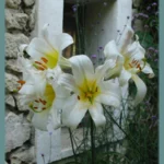 Lilium regale — royal