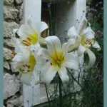 Lilium regale — royal