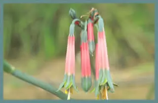 Phaedranassa cinerea
