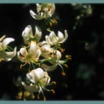 Lilium martagon album
