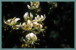 Lilium martagon album