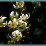 Lilium martagon album