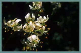 Lilium martagon album