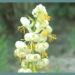 Lilium martagon album — turks cap