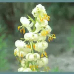 Lilium martagon album — turks cap