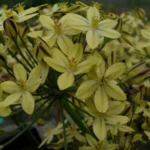 Triteleia ixioides ssp Scabra