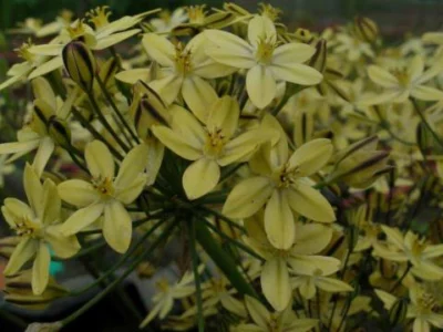 Triteleia ixioides ssp Scabra
