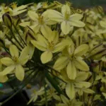 Triteleia ixioides ssp Scabra