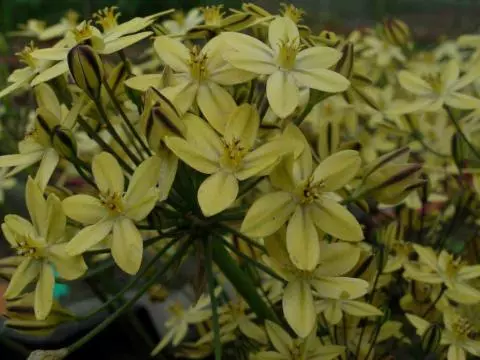 Triteleia ixioides ssp Scabra