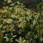 Triteleia ixioides ssp Scabra — Triteleia