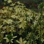 Triteleia ixioides ssp Scabra — Triteleia