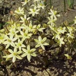 Triteleia ixioides ssp Scabra — ixioides