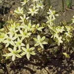 Triteleia ixioides ssp Scabra — ixioides