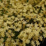 Triteleia ixioides ssp Scabra — Brodiaea