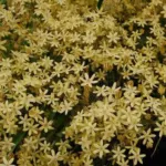 Triteleia ixioides ssp Scabra — Brodiaea