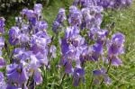 Iris pallida /100