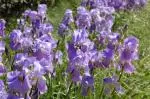 Iris pallida /100