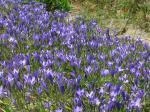 Triteleia x laxa/peduncularis