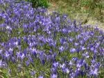 Triteleia x laxa/peduncularis