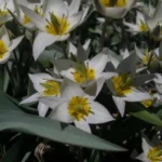 Tulipa turkestanica —-