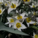 Tulipa turkestanica —-
