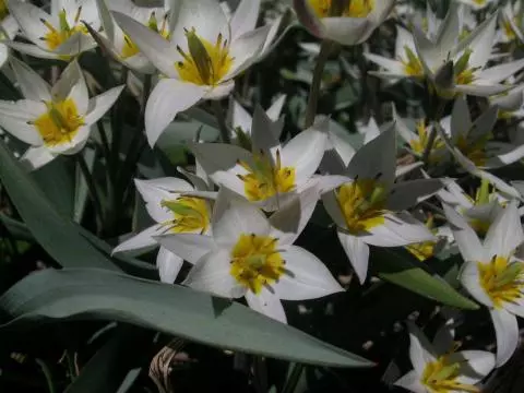 Tulipa turkestanica —-