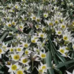 Tulipa turkestanica —- — turkestanica