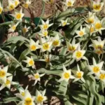 Tulipa turkestanica —- — Tulipa