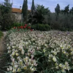 Tulipa turkestanica —- — tulipe