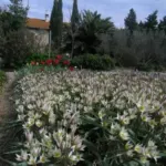 Tulipa turkestanica —- — tulipe