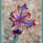 Iris stolonifera