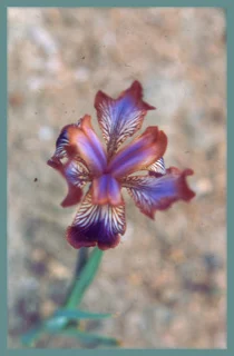 Iris stolonifera