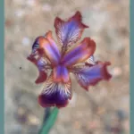 Iris stolonifera