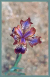 Iris stolonifera