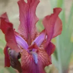 Iris stolonifera — iris