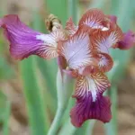 Iris stolonifera — stolonifera