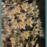 Urginea maritima ‘Red Squill’ (très gros calibre)